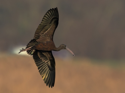 <i class='fa fa-user'></i>&nbsp;Theus&nbsp;|   Zwarte Ibis&nbsp; <i class='fa fa-eye'>&nbsp;445</i> &nbsp;<i class='fa fa-thumbs-up'>&nbsp;10</i> &nbsp; <i class='fa fa-comment-o'>&nbsp;12</i>