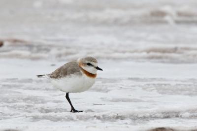 <i class='fa fa-user'></i>&nbsp;Kees de Jager&nbsp;|   Kaapse Plevier&nbsp; <i class='fa fa-eye'>&nbsp;224</i> &nbsp; <i class='fa fa-comment-o'>&nbsp;5</i>