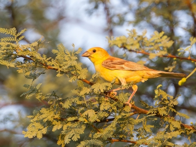 <i class='fa fa-user'></i>&nbsp;Paul van Giersbergen&nbsp;|   Bruinruggoudmus&nbsp; <i class='fa fa-eye'>&nbsp;262</i> &nbsp; <i class='fa fa-comment-o'>&nbsp;3</i>