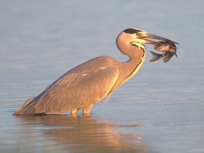 In mooi vroeg ochtendlicht de jagende blauwe reiger vast kunnen leggen die opeens een snoek gespiest had.