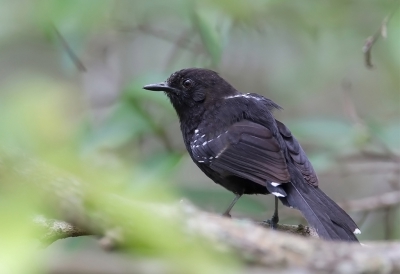 <i class='fa fa-user'></i>&nbsp;charlysax&nbsp;|   Mato-Grossomiervogel&nbsp; <i class='fa fa-eye'>&nbsp;211</i> &nbsp; <i class='fa fa-comment-o'>&nbsp;9</i>