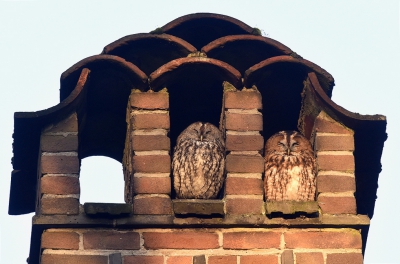 <i class='fa fa-user'></i>&nbsp;Gerard Visser&nbsp;|   Bosuil&nbsp; <i class='fa fa-eye'>&nbsp;659</i> &nbsp;<i class='fa fa-thumbs-up'>&nbsp;2</i> &nbsp; <i class='fa fa-comment-o'>&nbsp;23</i>