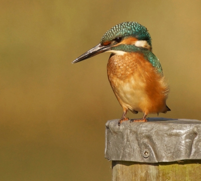 Deze ijsvogel zat op een steiger en door de struiken heen kon ik hem op de foto zetten.