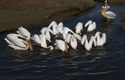 <i class='fa fa-user'></i>&nbsp;Kees de Jager&nbsp;|   Roze Pelikaan&nbsp; <i class='fa fa-eye'>&nbsp;281</i> &nbsp;<i class='fa fa-thumbs-up'>&nbsp;1</i> &nbsp; <i class='fa fa-comment-o'>&nbsp;3</i>