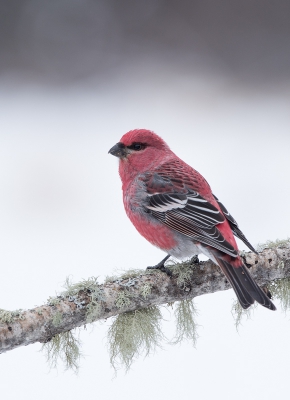 <i class='fa fa-user'></i>&nbsp;jan Luit&nbsp;|   Haakbek&nbsp; <i class='fa fa-eye'>&nbsp;521</i> &nbsp;<i class='fa fa-thumbs-up'>&nbsp;3</i> &nbsp; <i class='fa fa-comment-o'>&nbsp;9</i>