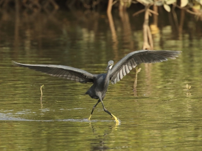 <i class='fa fa-user'></i>&nbsp;honderwa&nbsp;|   Westelijke Rifreiger&nbsp; <i class='fa fa-eye'>&nbsp;268</i> &nbsp; <i class='fa fa-comment-o'>&nbsp;2</i>