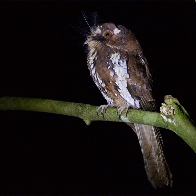 <i class='fa fa-user'></i>&nbsp;charlysax&nbsp;|   Rosse Dwergnachtzwaluw&nbsp; <i class='fa fa-eye'>&nbsp;389</i> &nbsp;<i class='fa fa-thumbs-up'>&nbsp;12</i> &nbsp; <i class='fa fa-comment-o'>&nbsp;13</i>