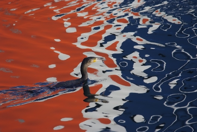 <i class='fa fa-user'></i>&nbsp;josephine&nbsp;|   Aalscholver&nbsp; <i class='fa fa-eye'>&nbsp;499</i> &nbsp;<i class='fa fa-thumbs-up'>&nbsp;17</i> &nbsp; <i class='fa fa-comment-o'>&nbsp;22</i>