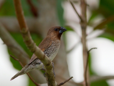 <i class='fa fa-user'></i>&nbsp;JHR&nbsp;|   Muskaatvink&nbsp; <i class='fa fa-eye'>&nbsp;224</i> &nbsp;<i class='fa fa-thumbs-up'>&nbsp;1</i> &nbsp; <i class='fa fa-comment-o'>&nbsp;2</i>