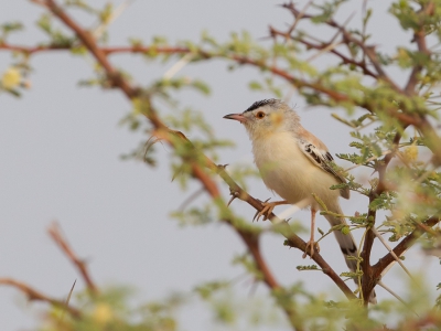 <i class='fa fa-user'></i>&nbsp;Paul van Giersbergen&nbsp;|   Krekelprinia&nbsp; <i class='fa fa-eye'>&nbsp;237</i> &nbsp;<i class='fa fa-thumbs-up'>&nbsp;1</i> &nbsp; <i class='fa fa-comment-o'>&nbsp;3</i>