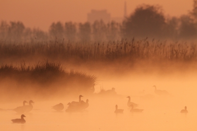 <i class='fa fa-user'></i>&nbsp;dick renes&nbsp;|   Grauwe Gans&nbsp; <i class='fa fa-eye'>&nbsp;334</i> &nbsp;<i class='fa fa-thumbs-up'>&nbsp;3</i> &nbsp; <i class='fa fa-comment-o'>&nbsp;9</i>