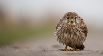 <i class='fa fa-user'></i>&nbsp;Reinier van den Born&nbsp;|   Torenvalk&nbsp; <i class='fa fa-eye'>&nbsp;526</i> &nbsp;<i class='fa fa-thumbs-up'>&nbsp;5</i> &nbsp; <i class='fa fa-comment-o'>&nbsp;13</i>