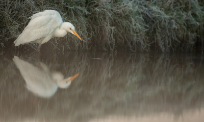 wat drijft daar nou in het water? zoiets moet deze zilverreiger gedacht hebben toen er een stukje wortel voorbij kwam