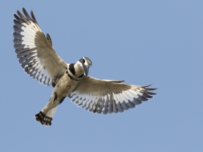 <i class='fa fa-user'></i>&nbsp;honderwa&nbsp;|   Bonte IJsvogel&nbsp; <i class='fa fa-eye'>&nbsp;572</i> &nbsp;<i class='fa fa-thumbs-up'>&nbsp;7</i> &nbsp; <i class='fa fa-comment-o'>&nbsp;8</i>