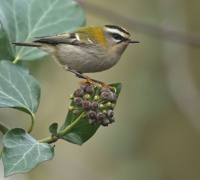 <i class='fa fa-user'></i>&nbsp;loek van de Leur&nbsp;|   Vuurgoudhaan&nbsp; <i class='fa fa-eye'>&nbsp;758</i> &nbsp;<i class='fa fa-thumbs-up'>&nbsp;22</i> &nbsp; <i class='fa fa-comment-o'>&nbsp;23</i>