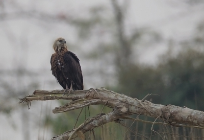 <i class='fa fa-user'></i>&nbsp;charlysax&nbsp;|   Witbandzeearend&nbsp; <i class='fa fa-eye'>&nbsp;346</i> &nbsp; <i class='fa fa-comment-o'>&nbsp;5</i>