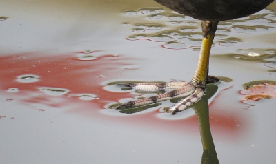 <i class='fa fa-user'></i>&nbsp;sieb&nbsp;|   Meerkoet&nbsp; <i class='fa fa-eye'>&nbsp;415</i> &nbsp;<i class='fa fa-thumbs-up'>&nbsp;17</i> &nbsp; <i class='fa fa-comment-o'>&nbsp;21</i>