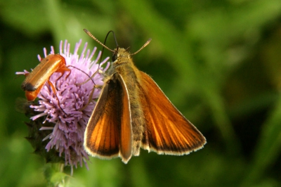 Insect naast de vlinder ken ik niet van naam. Als iemand het weet, hoor ik het graag. 
Canon 10D + Canon 28-135mm IS + tussenring, f/32, 800 ASA.