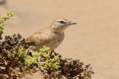 <i class='fa fa-user'></i>&nbsp;Kees de Jager&nbsp;|   Roodrugleeuwerik&nbsp; <i class='fa fa-eye'>&nbsp;223</i> &nbsp; <i class='fa fa-comment-o'>&nbsp;2</i>