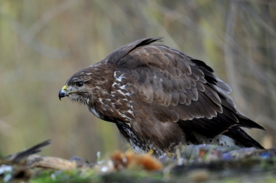 Vanuit schuilhut trachten  het juiste  perspectief op ooghoogte te creren . Buizerd neemt na lang wachten een mooie pose , tevens geeft  de wind  wat extra volume  in zijn pluimen , het moment om af te drukken.