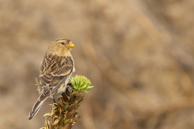 <i class='fa fa-user'></i>&nbsp;Rob Belterman&nbsp;|   Frater&nbsp; <i class='fa fa-eye'>&nbsp;433</i> &nbsp;<i class='fa fa-thumbs-up'>&nbsp;5</i> &nbsp; <i class='fa fa-comment-o'>&nbsp;14</i>