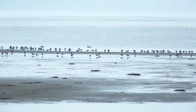 Voor de opdracht naar het Veluwemeer gegaan. In de hoop de wilde zwanen te fotograferen. Helaas was er veel mist. Het gefluit gehoord en genoten. En vage zwanen gezien in de verte. Dichterbij was een groep kieviten in het water.