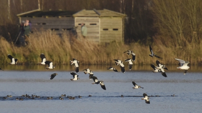 <i class='fa fa-user'></i>&nbsp;Gerard Visser&nbsp;|   Kievit&nbsp; <i class='fa fa-eye'>&nbsp;264</i> &nbsp; <i class='fa fa-comment-o'>&nbsp;7</i>