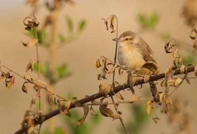 <i class='fa fa-user'></i>&nbsp;charlysax&nbsp;|   Roodmaskergraszanger&nbsp; <i class='fa fa-eye'>&nbsp;255</i> &nbsp; <i class='fa fa-comment-o'>&nbsp;3</i>