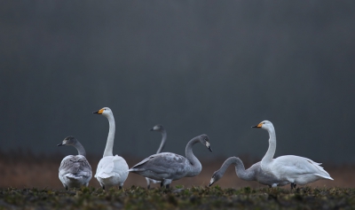 <i class='fa fa-user'></i>&nbsp;thijsglastra&nbsp;|   Wilde Zwaan&nbsp; <i class='fa fa-eye'>&nbsp;552</i> &nbsp;<i class='fa fa-thumbs-up'>&nbsp;6</i> &nbsp; <i class='fa fa-comment-o'>&nbsp;19</i>