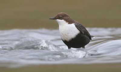 <i class='fa fa-user'></i>&nbsp;thijsglastra&nbsp;|   Waterspreeuw&nbsp; <i class='fa fa-eye'>&nbsp;298</i> &nbsp;<i class='fa fa-thumbs-up'>&nbsp;10</i> &nbsp; <i class='fa fa-comment-o'>&nbsp;19</i>