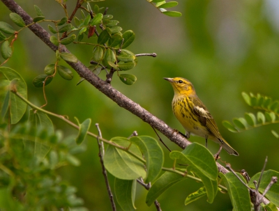 <i class='fa fa-user'></i>&nbsp;gras4711&nbsp;|   Tijgerzanger&nbsp; <i class='fa fa-eye'>&nbsp;468</i> &nbsp;<i class='fa fa-thumbs-up'>&nbsp;1</i> &nbsp; <i class='fa fa-comment-o'>&nbsp;7</i>