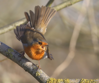 <i class='fa fa-user'></i>&nbsp;loek van de Leur&nbsp;|   Roodborst&nbsp; <i class='fa fa-eye'>&nbsp;472</i> &nbsp; <i class='fa fa-comment-o'>&nbsp;4</i>