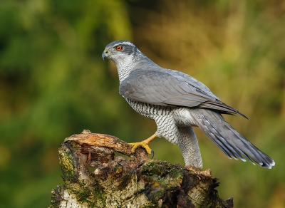 <i class='fa fa-user'></i>&nbsp;Jurgen Maassen&nbsp;|   Havik&nbsp; <i class='fa fa-eye'>&nbsp;708</i> &nbsp;<i class='fa fa-thumbs-up'>&nbsp;10</i> &nbsp; <i class='fa fa-comment-o'>&nbsp;16</i>