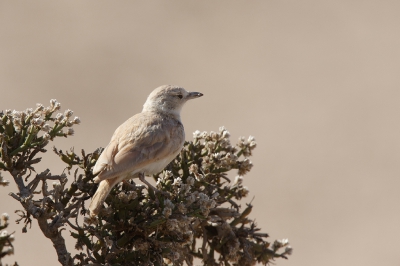 <i class='fa fa-user'></i>&nbsp;Kees de Jager&nbsp;|   Namibleeuwerik&nbsp; <i class='fa fa-eye'>&nbsp;243</i> &nbsp; <i class='fa fa-comment-o'>&nbsp;3</i>