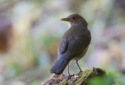 <i class='fa fa-user'></i>&nbsp;charlysax&nbsp;|   Ecuadorlijster&nbsp; <i class='fa fa-eye'>&nbsp;202</i> &nbsp; <i class='fa fa-comment-o'>&nbsp;1</i>