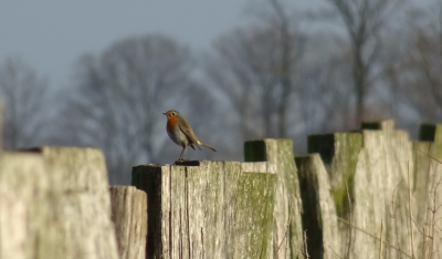 Vandaag weer eens een klein rondje in het natuurgebied bij mij in de achtertuin gaan wandelen. Ik zit al lang te twijfelen om een keer een foto te uploaden. Ik twijfel steeds of hij wel goed genoeg is. Maar met deze toch eens een poging wagen.. Ik hoor graag of jullie nog verbeterpunten zien.