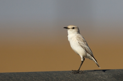 <i class='fa fa-user'></i>&nbsp;Kees de Jager&nbsp;|   Woestijnspekvreter&nbsp; <i class='fa fa-eye'>&nbsp;265</i> &nbsp; <i class='fa fa-comment-o'>&nbsp;0</i>