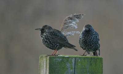 <i class='fa fa-user'></i>&nbsp;luutgroeneveld&nbsp;|   Spreeuw&nbsp; <i class='fa fa-eye'>&nbsp;263</i> &nbsp; <i class='fa fa-comment-o'>&nbsp;2</i>