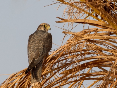 <i class='fa fa-user'></i>&nbsp;Paul van Giersbergen&nbsp;|   Lannervalk&nbsp; <i class='fa fa-eye'>&nbsp;498</i> &nbsp; <i class='fa fa-comment-o'>&nbsp;7</i>