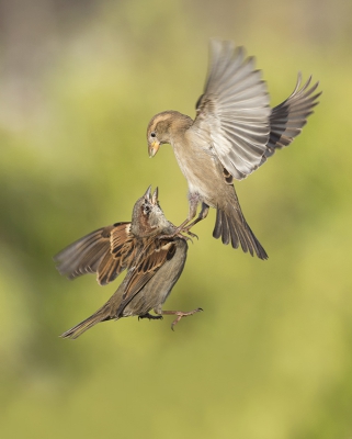 <i class='fa fa-user'></i>&nbsp;Eric van Roon&nbsp;|   Huismus&nbsp; <i class='fa fa-eye'>&nbsp;514</i> &nbsp;<i class='fa fa-thumbs-up'>&nbsp;10</i> &nbsp; <i class='fa fa-comment-o'>&nbsp;10</i>