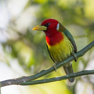 <i class='fa fa-user'></i>&nbsp;charlysax&nbsp;|   Roodkopbaardvogel&nbsp; <i class='fa fa-eye'>&nbsp;378</i> &nbsp;<i class='fa fa-thumbs-up'>&nbsp;11</i> &nbsp; <i class='fa fa-comment-o'>&nbsp;8</i>