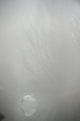 <i class='fa fa-user'></i>&nbsp;EV&nbsp;|   Grote Zilverreiger&nbsp; <i class='fa fa-eye'>&nbsp;478</i> &nbsp;<i class='fa fa-thumbs-up'>&nbsp;21</i> &nbsp; <i class='fa fa-comment-o'>&nbsp;22</i>