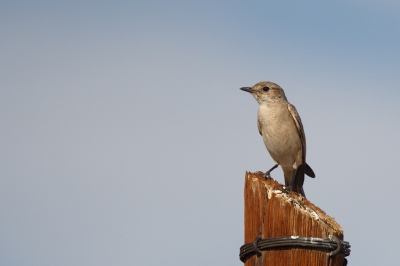 <i class='fa fa-user'></i>&nbsp;Kees de Jager&nbsp;|   Lijstervliegenvanger&nbsp; <i class='fa fa-eye'>&nbsp;229</i> &nbsp; <i class='fa fa-comment-o'>&nbsp;2</i>