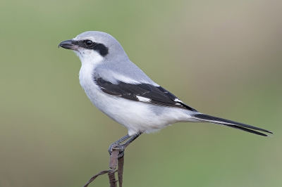 <i class='fa fa-user'></i>&nbsp;advanduren&nbsp;|   Klapekster&nbsp; <i class='fa fa-eye'>&nbsp;460</i> &nbsp;<i class='fa fa-thumbs-up'>&nbsp;6</i> &nbsp; <i class='fa fa-comment-o'>&nbsp;21</i>