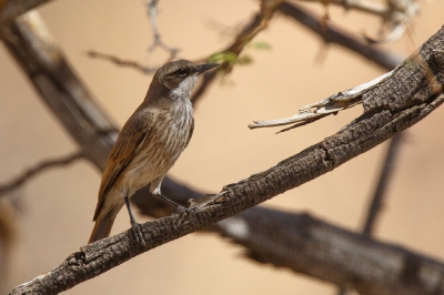 <i class='fa fa-user'></i>&nbsp;Kees de Jager&nbsp;|   Hererotapuit&nbsp; <i class='fa fa-eye'>&nbsp;217</i> &nbsp; <i class='fa fa-comment-o'>&nbsp;2</i>