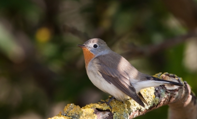 <i class='fa fa-user'></i>&nbsp;steven v d b&nbsp;|   Kleine Vliegenvanger&nbsp; <i class='fa fa-eye'>&nbsp;370</i> &nbsp; <i class='fa fa-comment-o'>&nbsp;2</i>