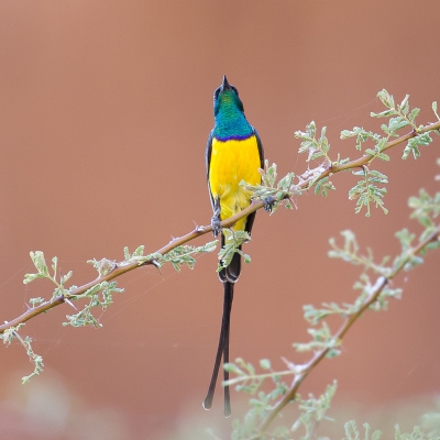 <i class='fa fa-user'></i>&nbsp;Paul van Giersbergen&nbsp;|   Nijlhoningzuiger&nbsp; <i class='fa fa-eye'>&nbsp;279</i> &nbsp; <i class='fa fa-comment-o'>&nbsp;3</i>