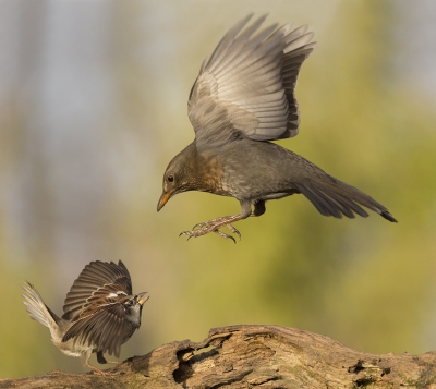 <i class='fa fa-user'></i>&nbsp;Eric van Roon&nbsp;|   Merel&nbsp; <i class='fa fa-eye'>&nbsp;528</i> &nbsp;<i class='fa fa-thumbs-up'>&nbsp;13</i> &nbsp; <i class='fa fa-comment-o'>&nbsp;13</i>