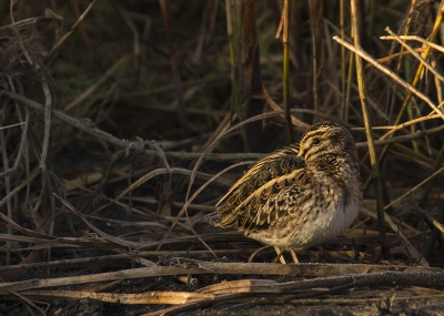 <i class='fa fa-user'></i>&nbsp;Martijn Schot&nbsp;|   Bokje&nbsp; <i class='fa fa-eye'>&nbsp;425</i> &nbsp;<i class='fa fa-thumbs-up'>&nbsp;5</i> &nbsp; <i class='fa fa-comment-o'>&nbsp;10</i>