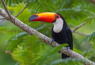 <i class='fa fa-user'></i>&nbsp;charlysax&nbsp;|   Reuzentoekan&nbsp; <i class='fa fa-eye'>&nbsp;330</i> &nbsp;<i class='fa fa-thumbs-up'>&nbsp;4</i> &nbsp; <i class='fa fa-comment-o'>&nbsp;5</i>